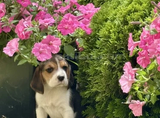 Elizabet Beagle Yavrular Irk Garantili görsel