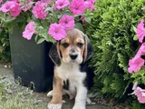 Elizabet Beagle Yavrular Irk Garantili