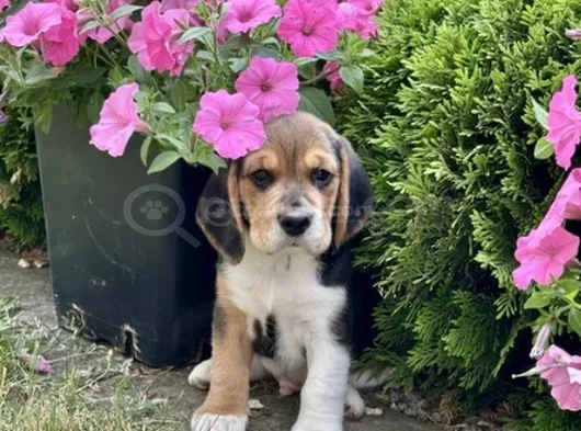 Elizabet Beagle Yavrular Irk Garantili görsel
