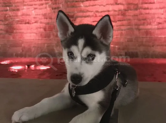 Türki̇yede Böyle Yavru Yok Müthi̇ş Husky Bebekler görsel
