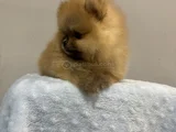 Üst Düzey Pomernian Boo