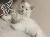 2 Yaşında dişi mainecoon