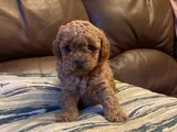Kg Garanti̇li̇ Erkek Di̇şi̇ Toy Poodle Bebekler