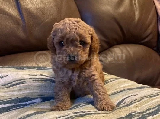 Kg Garanti̇li̇ Erkek Di̇şi̇ Toy Poodle Bebekler görsel