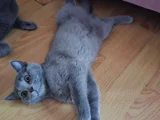 Muhteşem Güzellikte Grinin 50 tonu British Shorthair