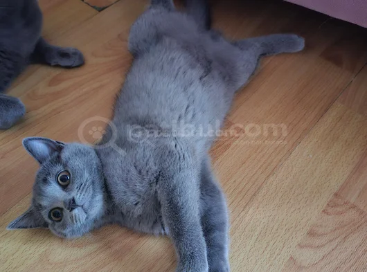 Muhteşem Güzellikte Grinin 50 Tonu British Shorthair