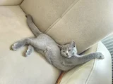 Muhteşem Güzellikte Grinin 50 Tonu British Shorthair