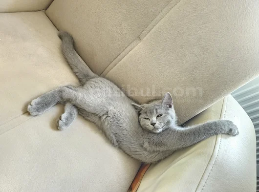 Muhteşem Güzellikte Grinin 50 Tonu British Shorthair görsel