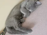Muhteşem Güzellikte Grinin 50 Tonu British Shorthair