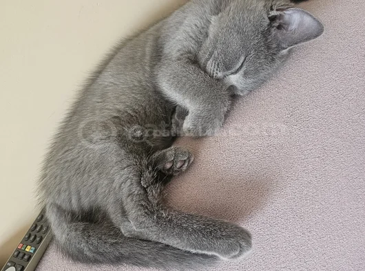Muhteşem Güzellikte Grinin 50 Tonu British Shorthair görsel