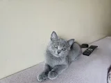 Muhteşem Güzellikte Grinin 50 Tonu British Shorthair