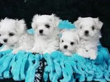 Kar Beyaz Maltese Terrier Yavru