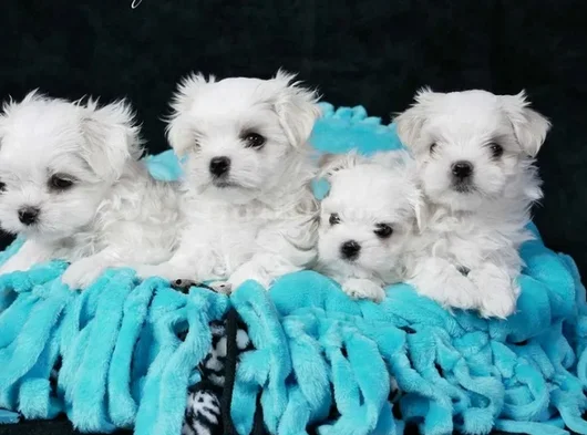 Kar Beyaz Maltese Terrier Yavru görsel