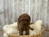 Red Brown Toy Poodle Yavrular