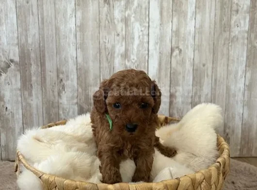 Red Brown Toy Poodle Yavrular görsel