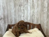 Red Brown Toy Poodle Yavrular