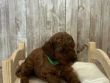 Red Brown Toy Poodle Yavrular