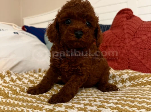 Kalite Tesadüf Değildir Gerçek Poodle Deneyimi Burada görsel