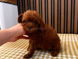 Kalite Tesadüf Değildir Gerçek Poodle Deneyimi Burada