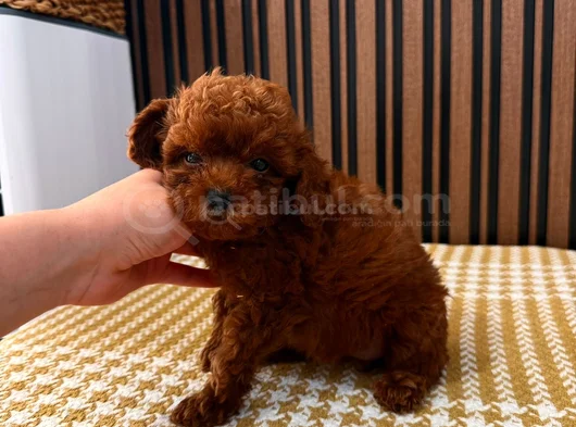Kalite Tesadüf Değildir Gerçek Poodle Deneyimi Burada görsel