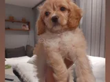 2 aylık dişi sevimli maltipoo ACİLLLL 
