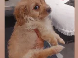 2 Aylık Dişi Sevimli Maltipoo Aci̇llll 