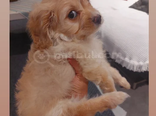 2 Aylık Dişi Sevimli Maltipoo Aci̇llll  görsel
