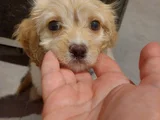 2 Aylık Dişi Sevimli Maltipoo Aci̇llll 