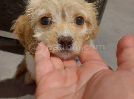 2 Aylık Dişi Sevimli Maltipoo Aci̇llll  görsel
