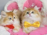 Üst Düzey Golden Ny12 British Longhair Bebekleirm