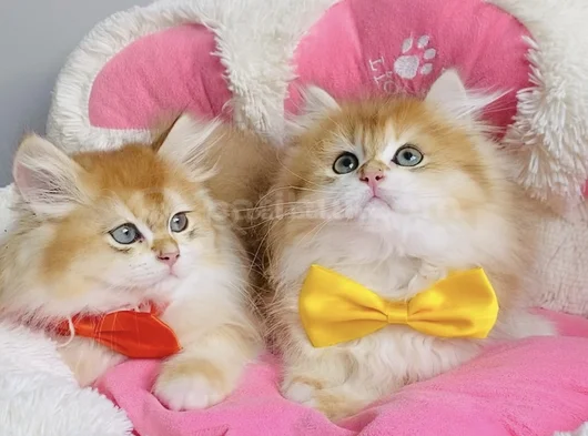 Üst Düzey Golden Ny12 British Longhair Bebekleirm görsel