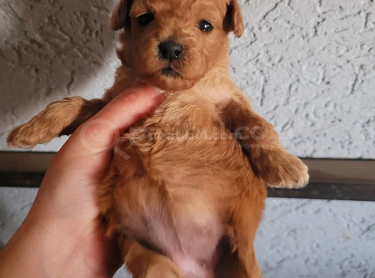 Eğitim Merkezimizden Toy Poodle Yavrular görsel