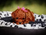 Bebek Gibi Bakımlı Oyuncu Toy Poodle Yavrular