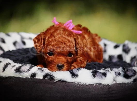 Bebek Gibi Bakımlı Oyuncu Toy Poodle Yavrular görsel