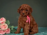 Evinizin Neşesi Minik Toy Poodle Bebekler
