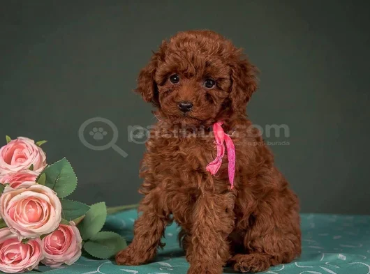 Evinizin Neşesi Minik Toy Poodle Bebekler görsel