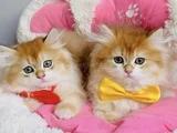 Üst Düzey Golden Ny12 British Longhair Bebekleirm