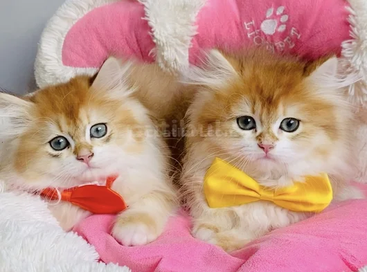 Üst Düzey Golden Ny12 British Longhair Bebekleirm görsel