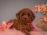 Evinizin Neşesi Minik Toy Poodle Bebekler