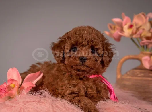 Evinizin Neşesi Minik Toy Poodle Bebekler