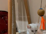 Safkan Bri̇ti̇sh Short Hai̇r Bluepoi̇nt Yavrumiz