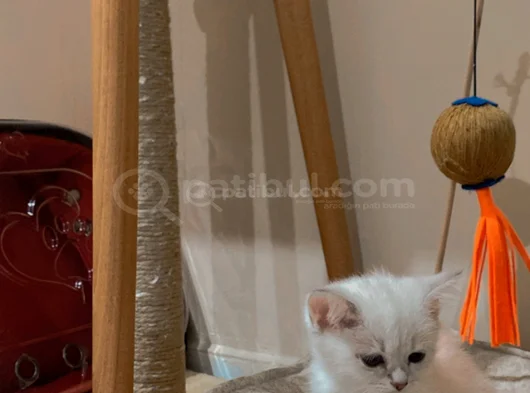 Safkan Bri̇ti̇sh Short Hai̇r Bluepoi̇nt Yavrumiz görsel