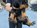Kalite Isteyen  Ulaşsın