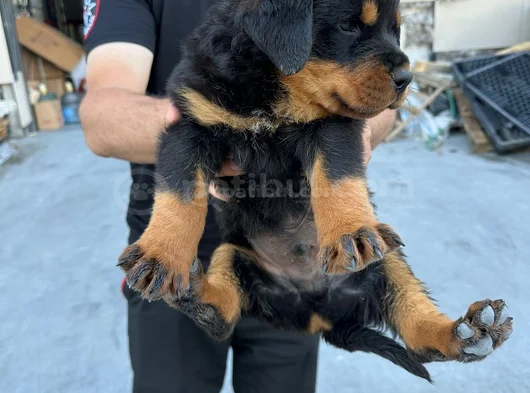 Kalite Isteyen  Ulaşsın görsel