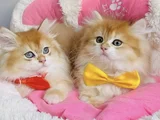 Üst Düzey Golden Ny12 British Longhair Bebekleirm