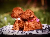 Bebek Gibi Bakımlı Oyuncu Toy Poodle Yavrular
