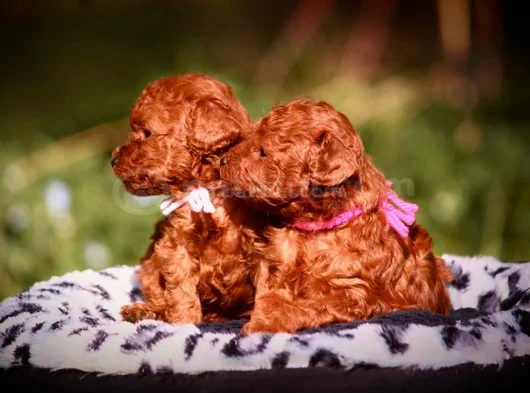 Bebek Gibi Bakımlı Oyuncu Toy Poodle Yavrular görsel