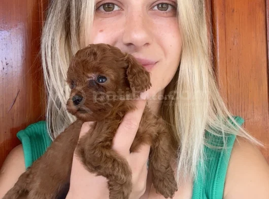 Eğitim Merkezimizden Toy Poodle Yavrular görsel