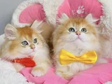 Üst düzey golden ny12 british longhair bebekleirm