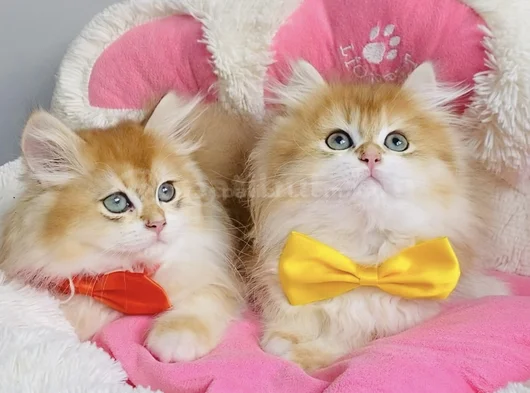 Üst Düzey Golden Ny12 British Longhair Bebekleirm